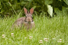 Sylvilagus floridanus