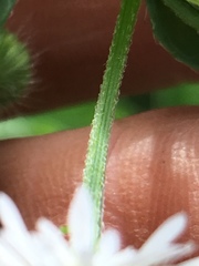 Erigeron pulchellus