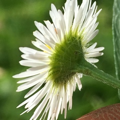 Erigeron pulchellus