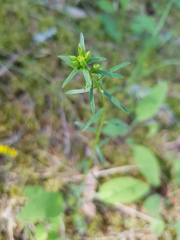 Euphorbia graminifolia