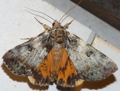 Catocala connubialis