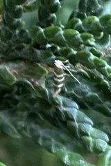 Argyresthia trifasciata