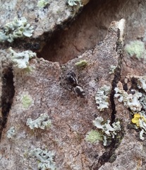 Salticus zebraneus