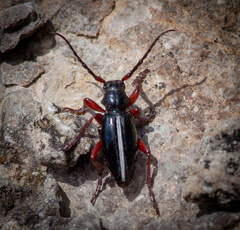 Dorcadion cinerarium