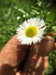 Erigeron pulchellus