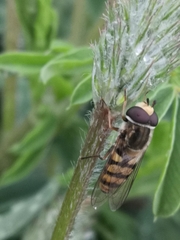 Eupeodes latifasciatus