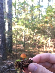 Mycena strobilinoidea