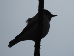 Muscicapa striata striata