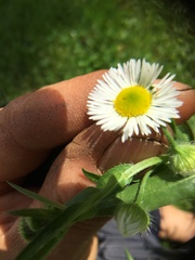 Erigeron pulchellus