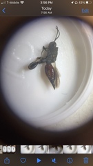 Phasgonophora sulcata