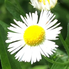 Erigeron pulchellus