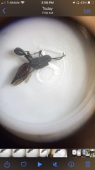 Phasgonophora sulcata