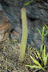 Corryocactus erectus