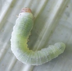 Monostegia