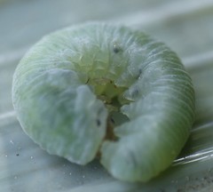 Monostegia