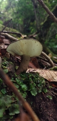 Lactarius costaricensis