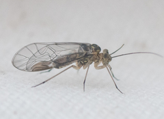 Mesopsocidae