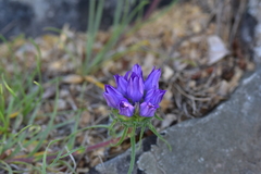 Edraianthus tenuifolius