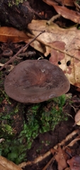 Lactarius costaricensis