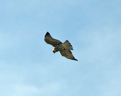 Geranoaetus polyosoma