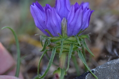 Edraianthus tenuifolius
