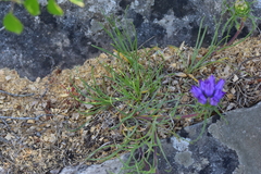 Edraianthus tenuifolius