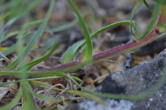 Edraianthus tenuifolius