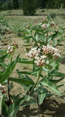Asclepias hallii