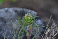 Edraianthus tenuifolius