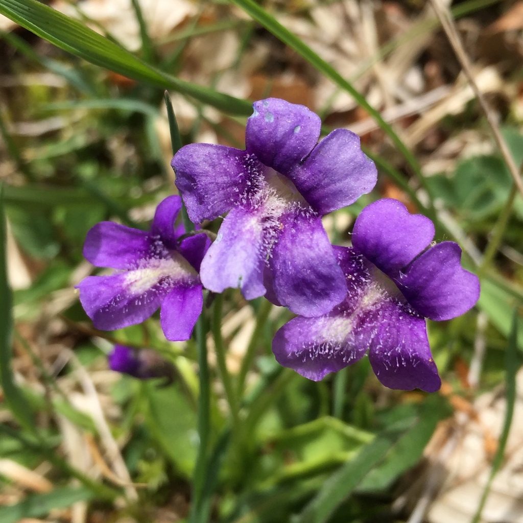 Pinguicula apuana