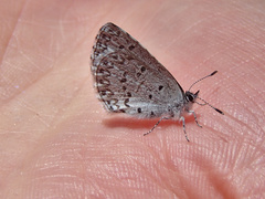 Celastrina asheri