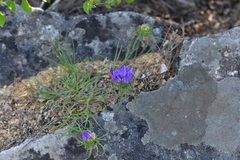 Edraianthus tenuifolius