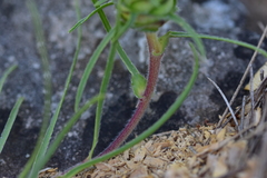 Edraianthus tenuifolius