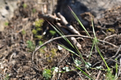 Bromus rigidus