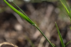 Bromus rigidus