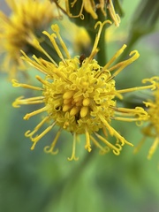 Cacaliopsis nardosmia