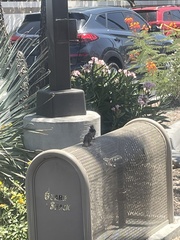 Passer domesticus