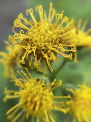 Cacaliopsis nardosmia