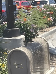 Passer domesticus