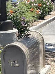 Passer domesticus