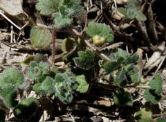 Veronica sibthorpioides