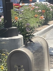 Passer domesticus