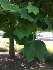 Liriodendron tulipifera