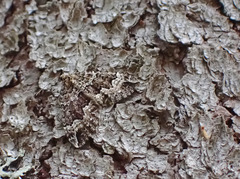 Lampropteryx suffumata