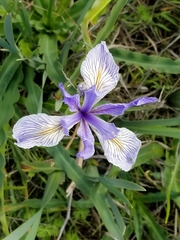 Iris longipetala