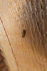 Metacantharis clypeata