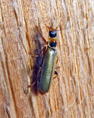 Metacantharis clypeata