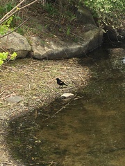 Agelaius phoeniceus