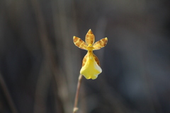 Oncidium graminifolium