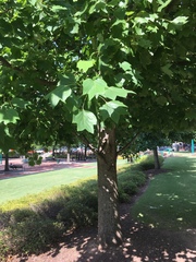 Liriodendron tulipifera